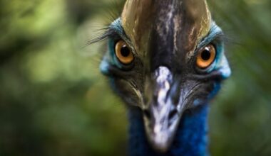Southern Cassowary