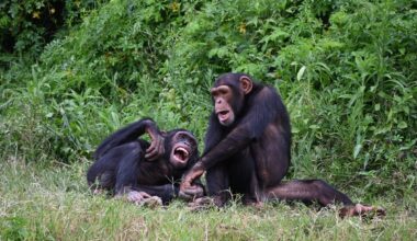 Chimpanzees joking around