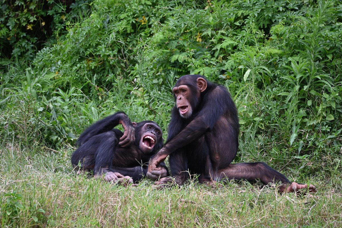 Chimpanzees joking around