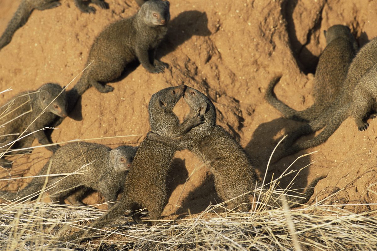 This tiny, brave carnivore battles rival groups. Now researchers have discovered something astonishing about their defences