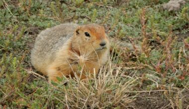 An Arctic ground squirrel sitting on low vegetation and soil, surrounded by tundra plants.