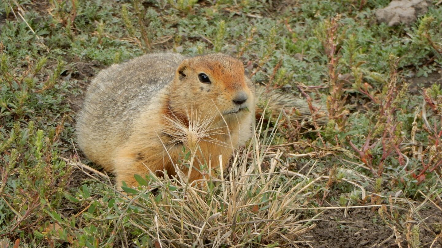 An Arctic ground squirrel sitting on low vegetation and soil, surrounded by tundra plants.