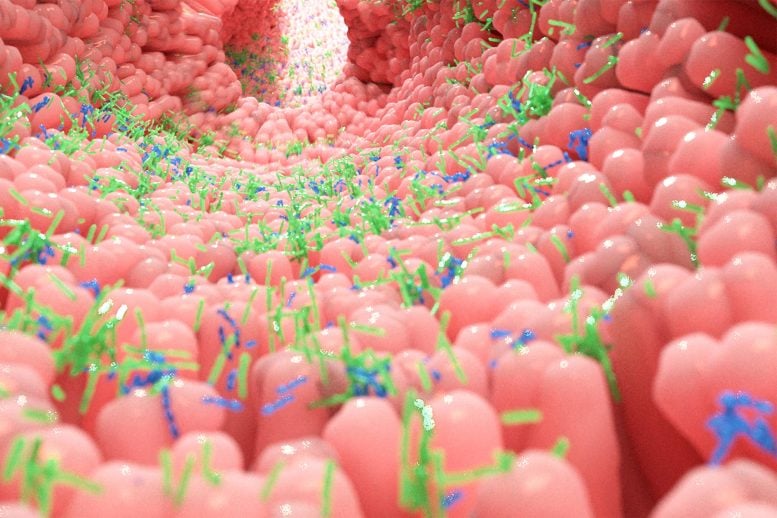 Human Gut Microbiome Intestine