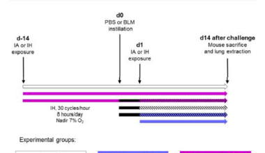 Experimental design of Bleomycin instillation and Intermittent Hypoxia exposure. Mice were exposed to Intermittent Hypoxia (IH; 30 cycles/hour, eight hours/day, Nadir 7% O2, magenta color) or intermittent air (IA, white color) (day-14).  Fourteen days later, Bleomycin (BLM, black color) or PBS was instilled intratracheally (day 0). Mice were then exposed at d1 to IA or IH; black hatched bars are for BLM/IA exposure, blue color for IH exposure (14 days), blue hatched black for the Co-challenge group, and magenta hatched black for the Pre-exposure.  Two weeks later (d14), mice were sacrificed, and their lungs were extracted for molecular and histological analyses.