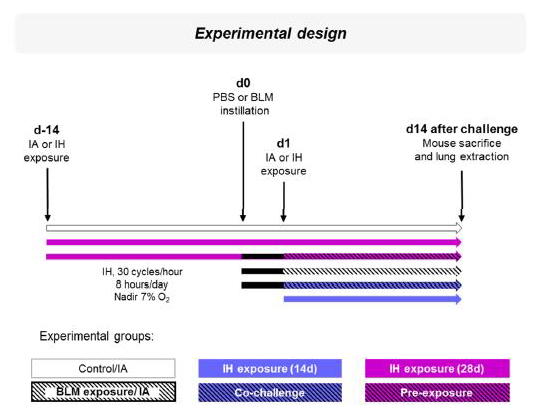 Experimental design of Bleomycin instillation and Intermittent Hypoxia exposure. Mice were exposed to Intermittent Hypoxia (IH; 30 cycles/hour, eight hours/day, Nadir 7% O2, magenta color) or intermittent air (IA, white color) (day-14). Fourteen days later, Bleomycin (BLM, black color) or PBS was instilled intratracheally (day 0). Mice were then exposed at d1 to IA or IH; black hatched bars are for BLM/IA exposure, blue color for IH exposure (14 days), blue hatched black for the Co-challenge group, and magenta hatched black for the Pre-exposure. Two weeks later (d14), mice were sacrificed, and their lungs were extracted for molecular and histological analyses.