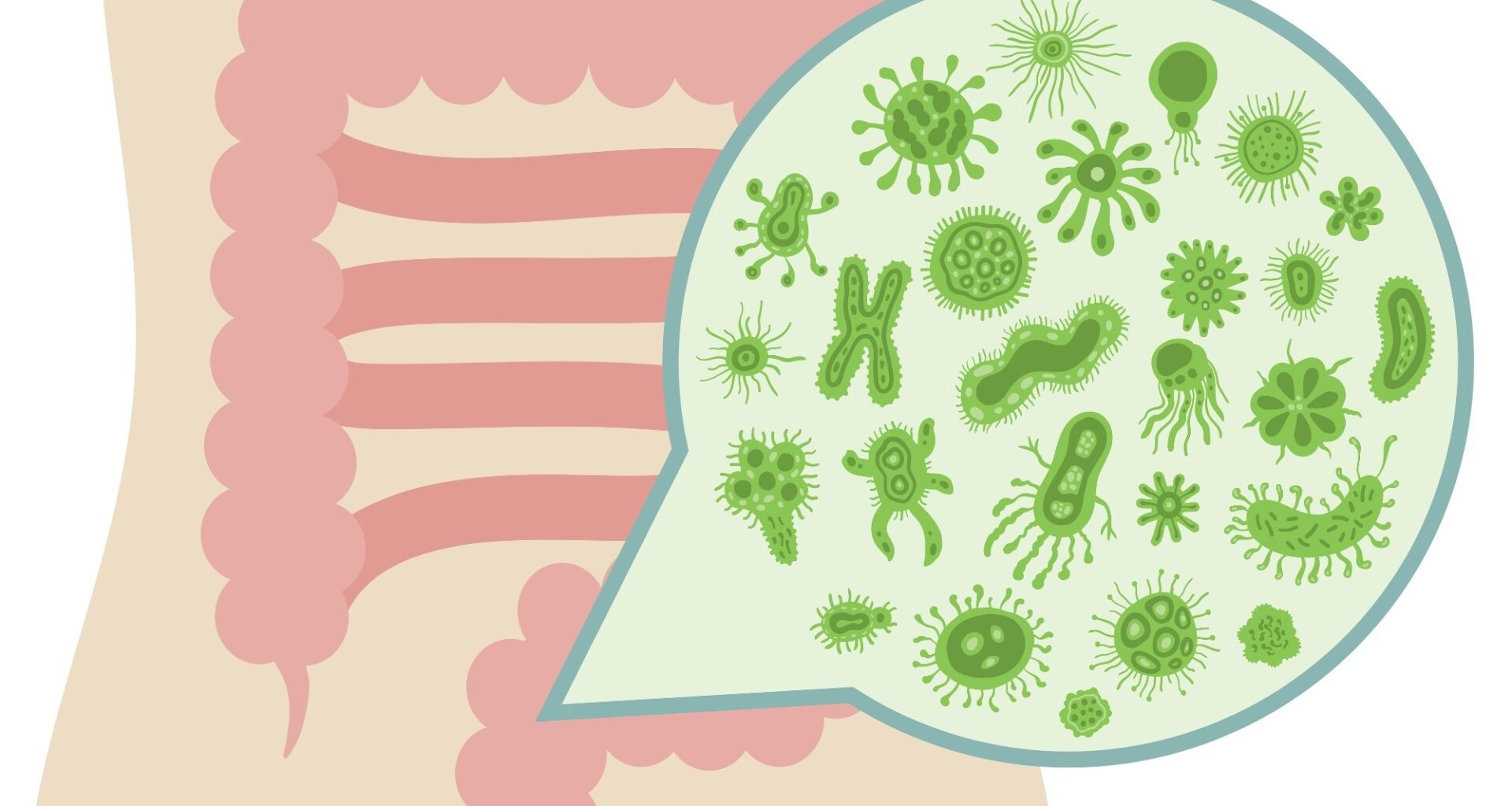 How Gut Fungi and Archaea Influence Human Health