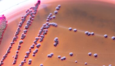 Gut bacteria may help explain why fatigue appears before illness