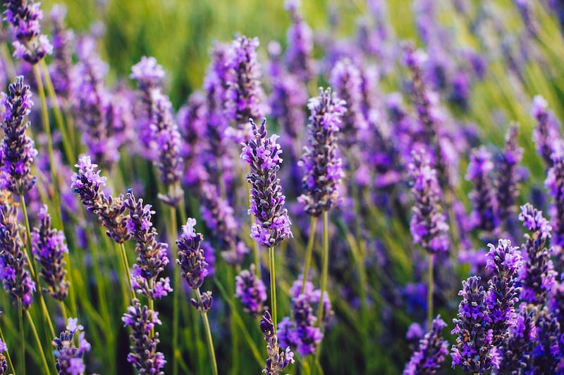 Lavender flowers. Photograph: Getty