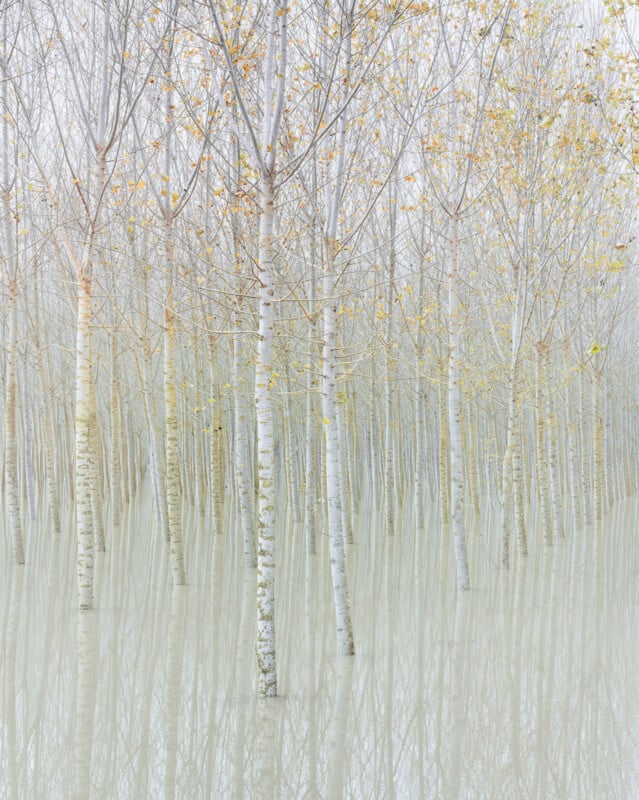 A grove of slender, leafless trees stands in still, shallow water, creating soft reflections. The scene is misty and muted, with sparse yellow leaves clinging to some branches, giving a serene, dreamlike atmosphere.