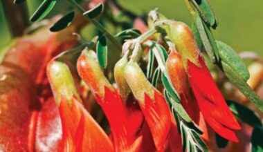 ‘Cancer Bush’ shows promise as complementary medicine to chemotherapy