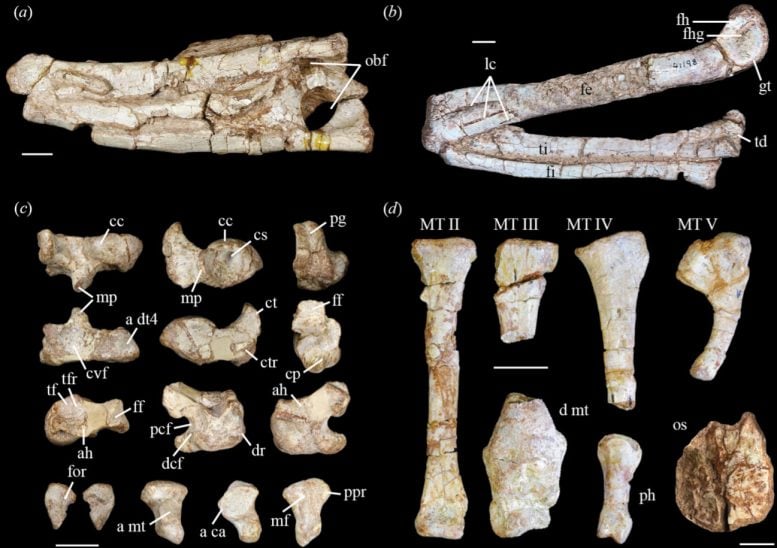 Left Hindlimb of Eosphorosuchus Lacrimosa