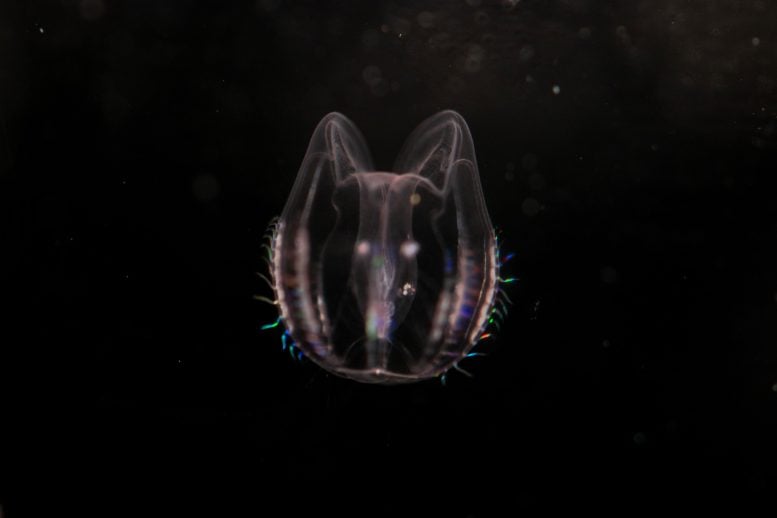 Mnemiopsis leidy