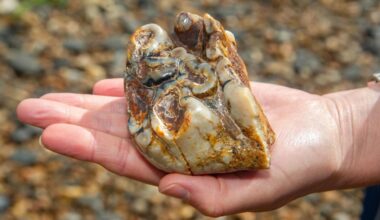 Boy Finds 2 Million-year-old Tooth From Elephant Ancestor on Beach Walk