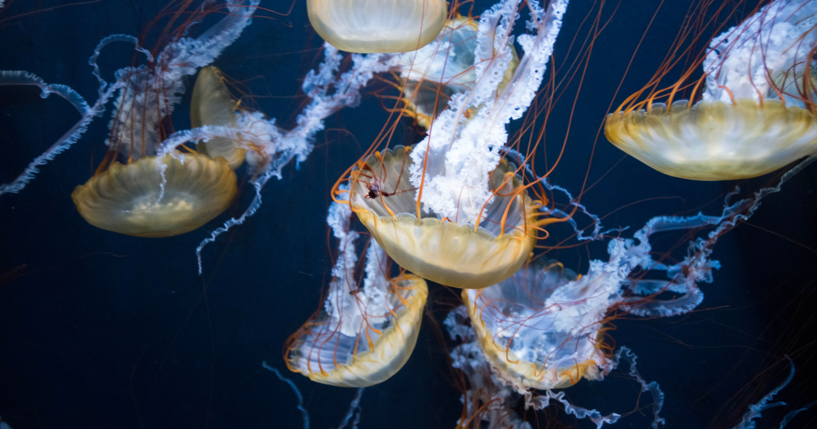 There is a species of jellyfish that is essentially immortal — Turritopsis dohrnii, which can revert from its adult form back to its juvenile polyp stage when stressed or injured, and then mature again, potentially repeating the cycle indefinitely, in the only known case of a complex animal that can reverse its own aging process