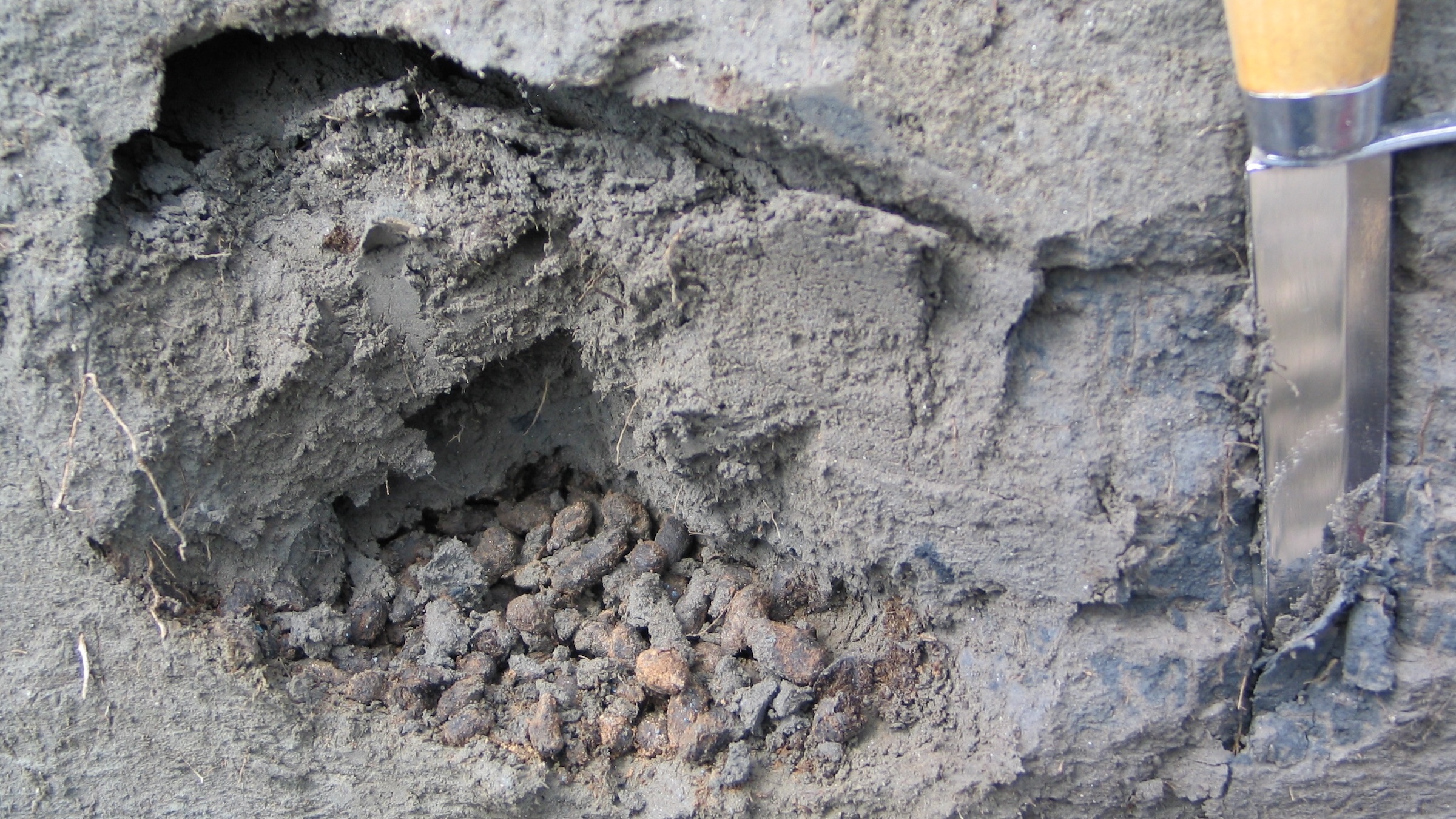 Brown and gray pellets in the clayish ground next to a digging tool.