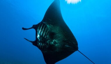 Watch sharks use manta rays to scratch unreachable itches