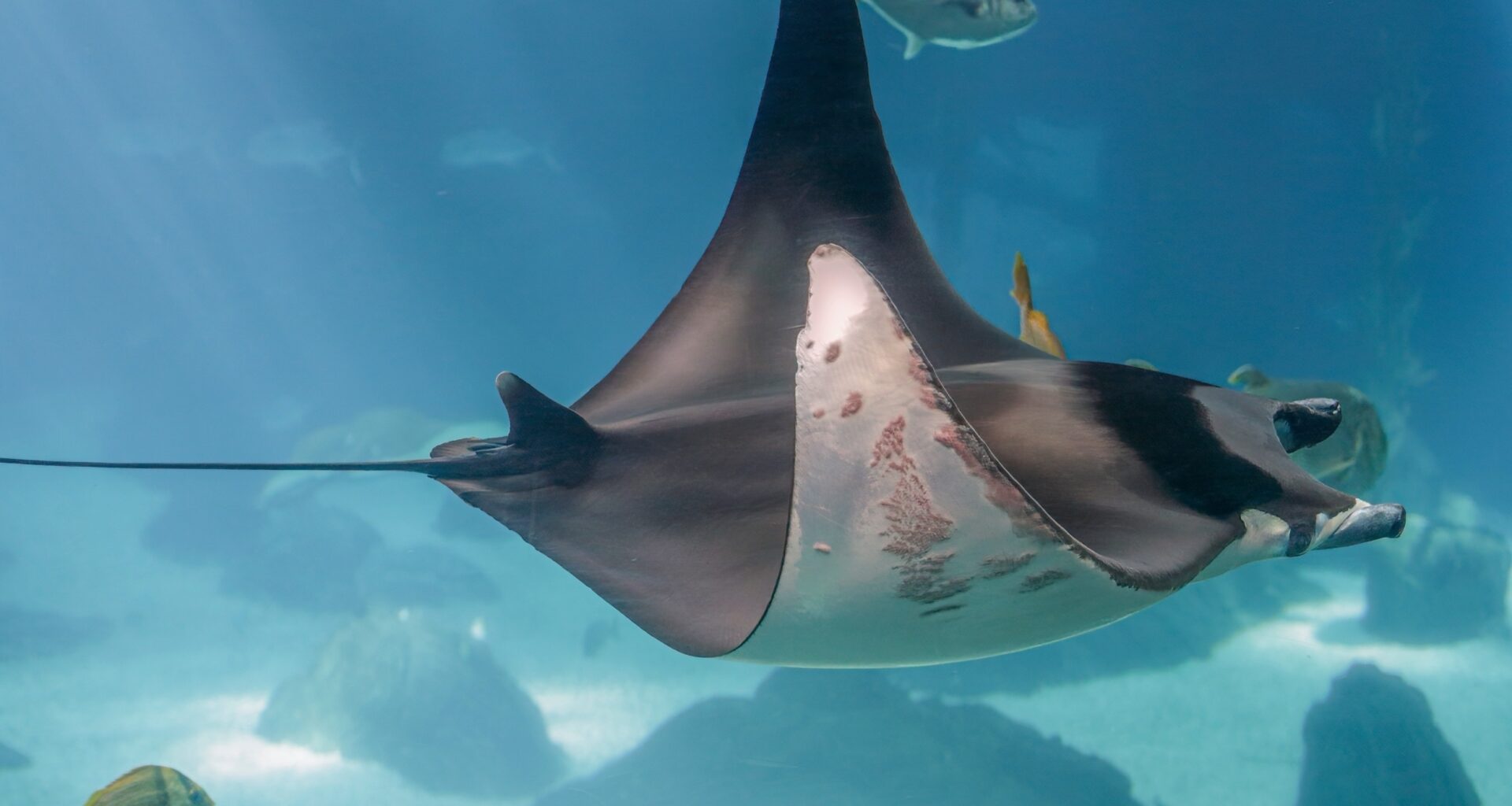 Rays use chemical alarm signals to warn each other of danger