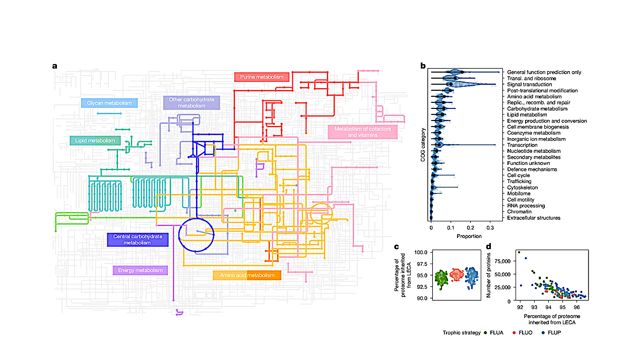 Rethinking The Origin Of Our Cells As A Story Of Microbial Alliances