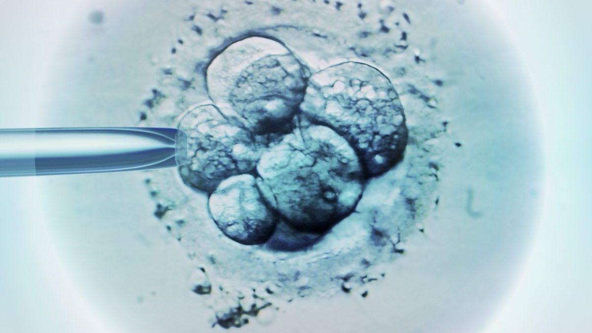 Embryo selection for IVF, light micrograph.
