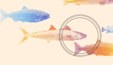drawing of several fish