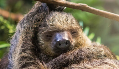 The Secret to Why Sloths Are So Slow May Be Hidden in Their DNA : ScienceAlert