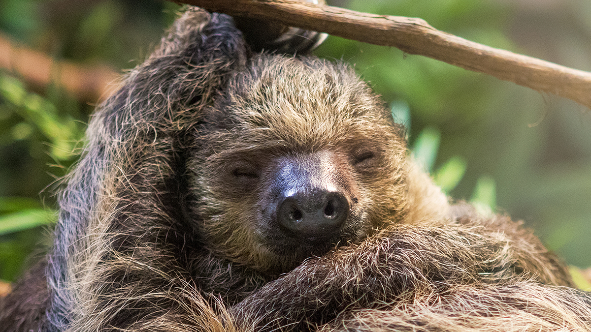 The Secret to Why Sloths Are So Slow May Be Hidden in Their DNA : ScienceAlert