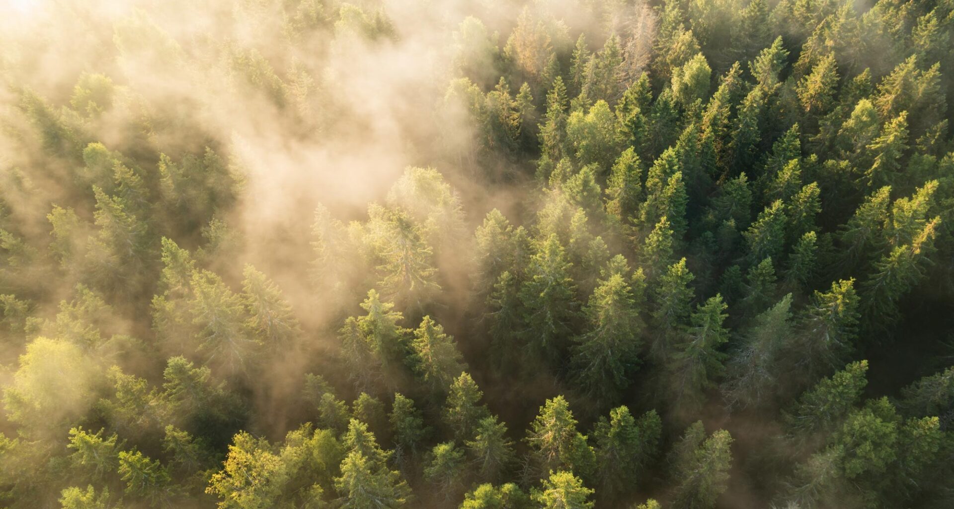 Sunrise Forest Trees Kongsvinger Norway