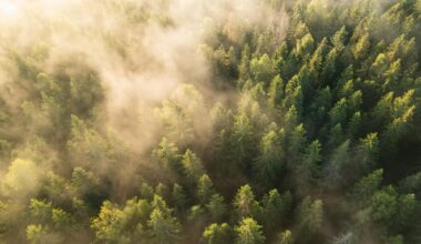 Sunrise Forest Trees Kongsvinger Norway
