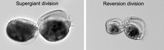 Microscope images show two types of division in the single-celled organism Euplotes gigatrox. On the left, a large supergiant cell divides into two similarly large cells. On the right, a supergiant cell undergoing reversion division produces smaller, normal-sized cells.