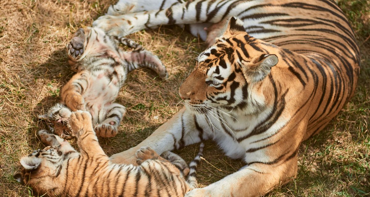 tigers, bbc earth, wlidlife