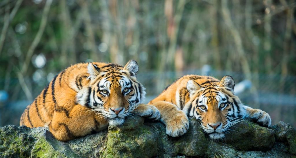 tigers, wildlife, bbc earth, tiger island