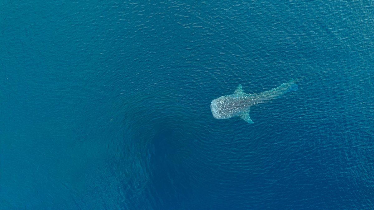 Aerial View of Whale Shark Swimming in Ocean
