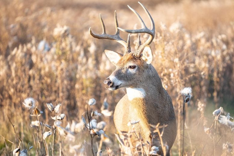 White Tailed Deer (Odocoileus virginianus) Buck Antlers