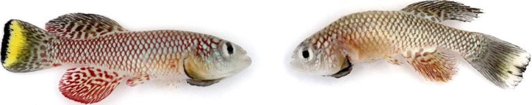 Young and Old Male Killifish