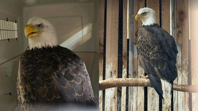 A driver thought a bald eagle was sleeping by the roadside, then he realised she was fighting for her life