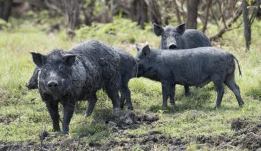 Farmers plead for help with ‘unbelievable’ numbers of rising feral pig populations