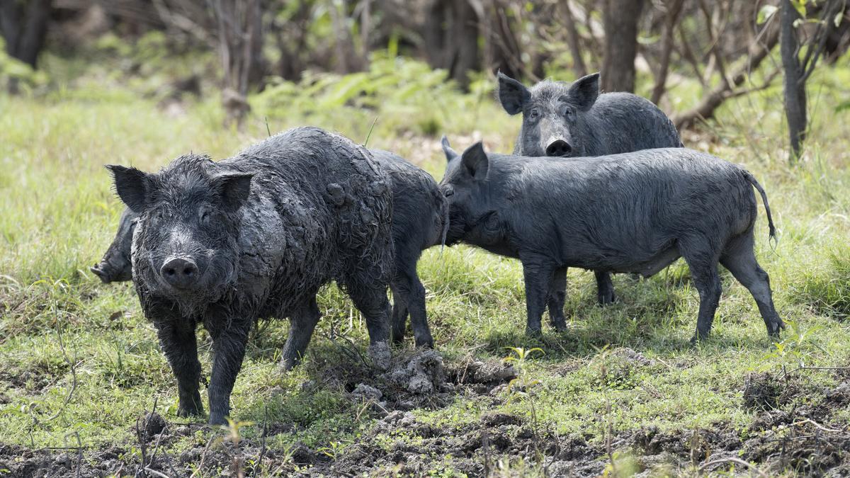 Farmers plead for help with ‘unbelievable’ numbers of rising feral pig populations