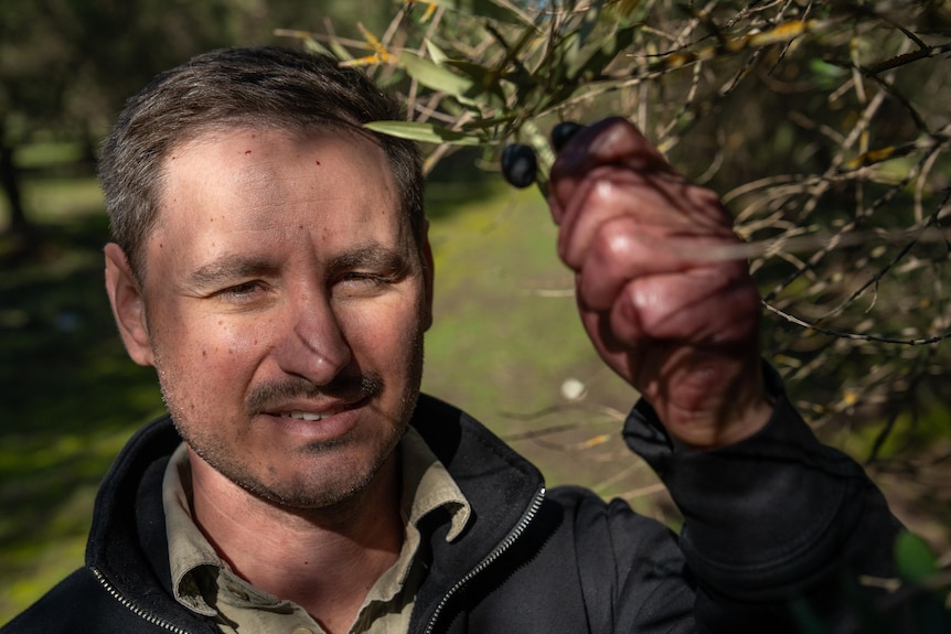 A man holds an olive branch up to the camera.