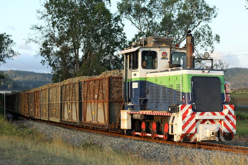 A cane locomotive pulling loaded bins of sugarcane.