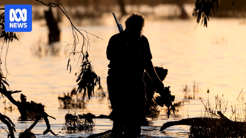 Victoria's Game Management Authority accused of ignoring duck hunting breaches, bullying opponents