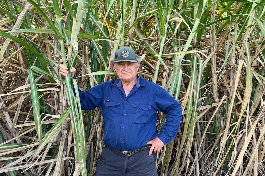 A farmer stands among tall sugarcane with a hand on his hip.