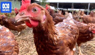 Poultry industry concerned but prepared as H5 bird flu detected for the first time