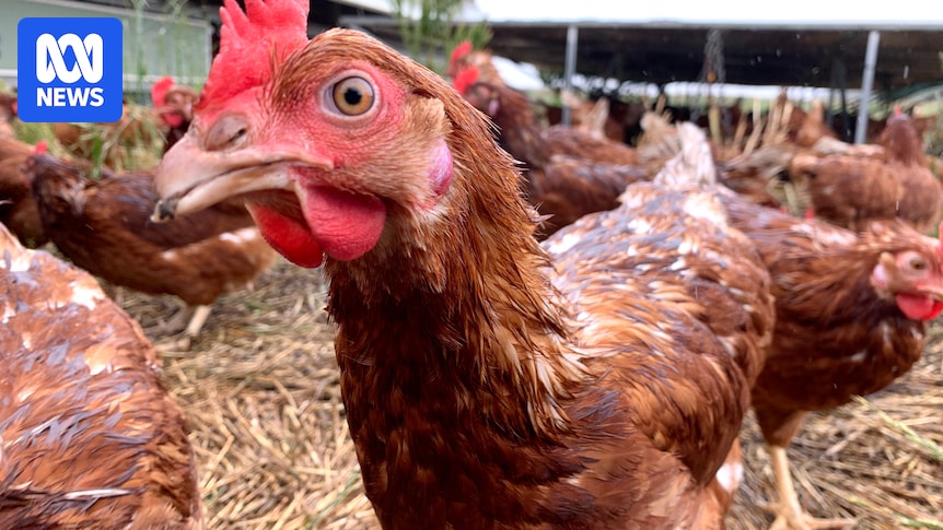 Poultry industry concerned but prepared as H5 bird flu detected for the first time