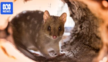 Canberra wildlife sanctuary builds quarantine pens amid fears H5 bird flu could 'decimate' quoll population