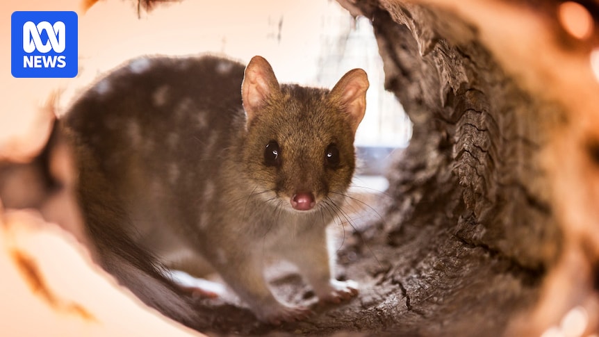 Canberra wildlife sanctuary builds quarantine pens amid fears H5 bird flu could 'decimate' quoll population