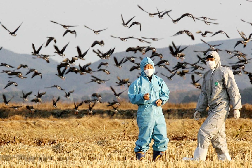Two men in protective gear and masks stand in a field with birds flying behind them.