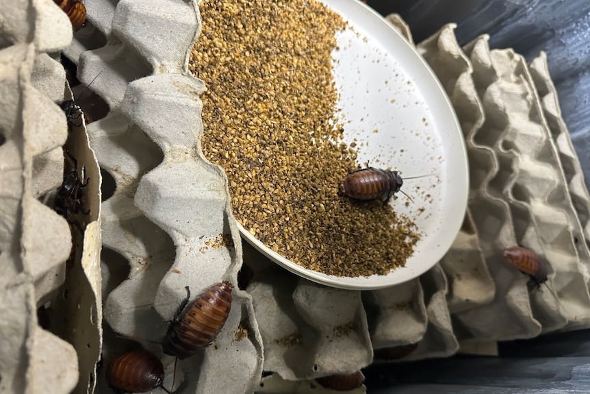 Large cockroach on a bed of grain surrounded by egg cartons.