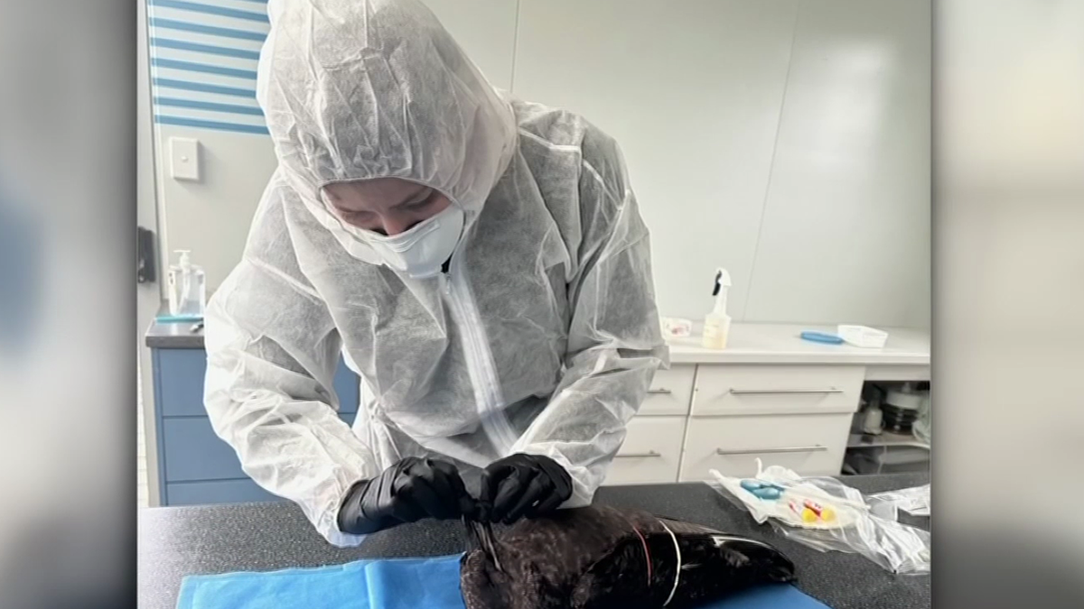 Australia H5N1 bird flu: 13 possibly infected seabirds spark urgent testing from Geraldton to SA