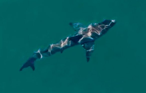 The shark spotted by a drone in the moments after the attack at Coogee on Saturday.