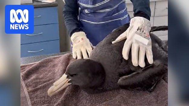 Second case of deadly H5 bird flu confirmed in southern WA